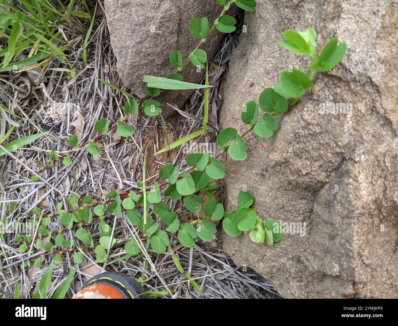 roundleaf sensitive pea (Chamaecrista rotundifolia Stock Photo - Alamy