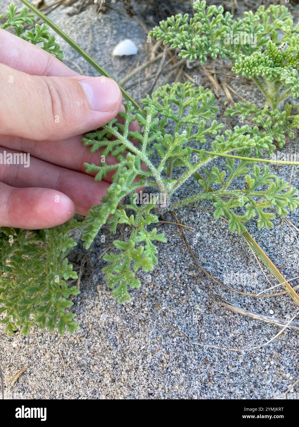 Coastal Ragweed (Ambrosia hispida Stock Photo - Alamy