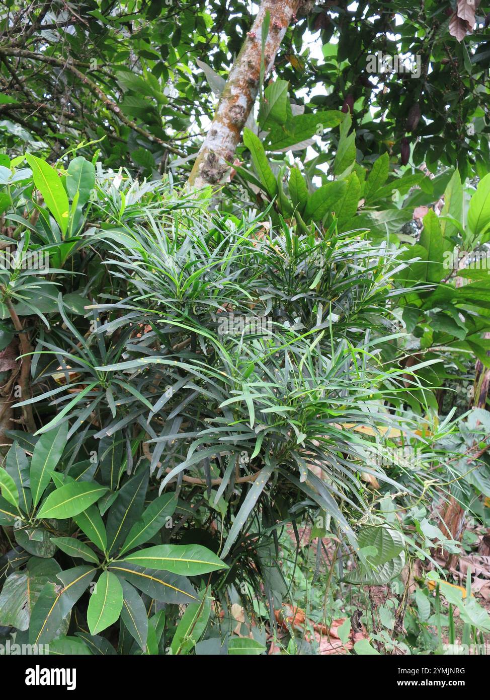 flowering plants (Angiospermae Stock Photo - Alamy