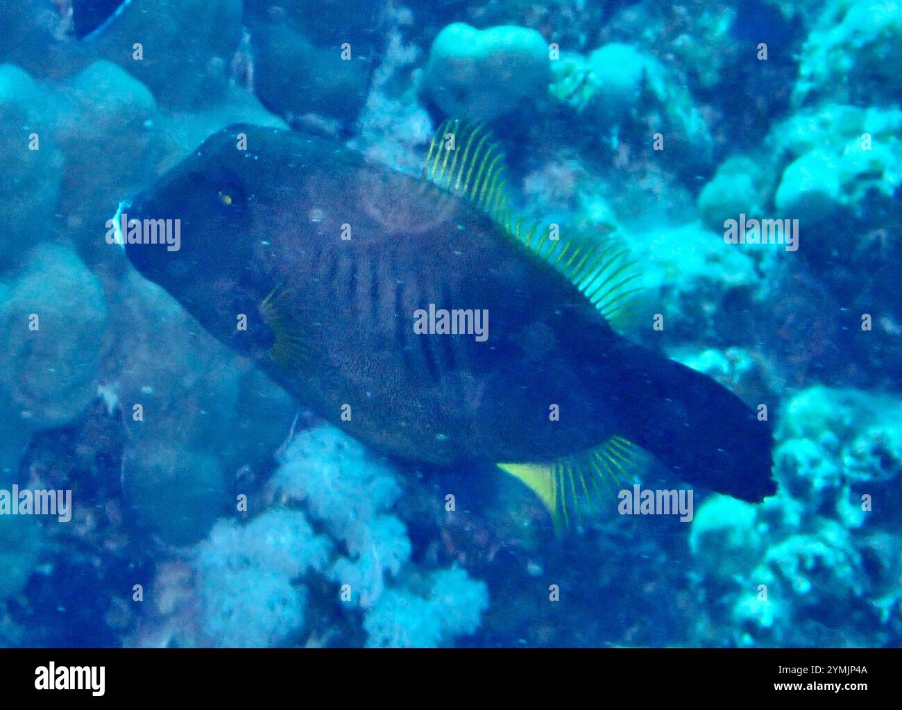 Amanses scopas hi-res stock photography and images - Alamy