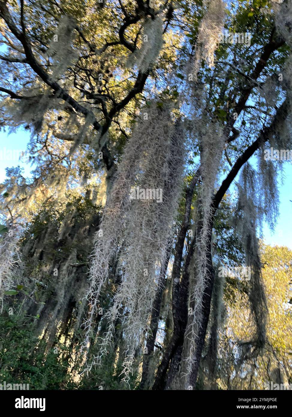 Spanish moss (Tillandsia usneoides Stock Photo - Alamy