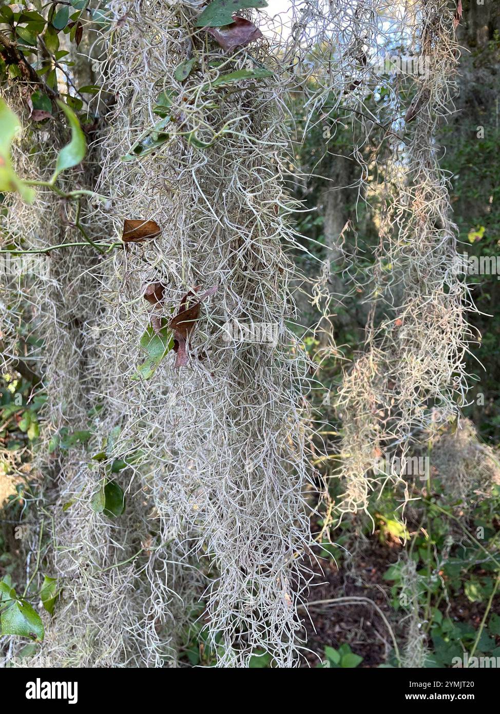 Spanish moss (Tillandsia usneoides Stock Photo - Alamy