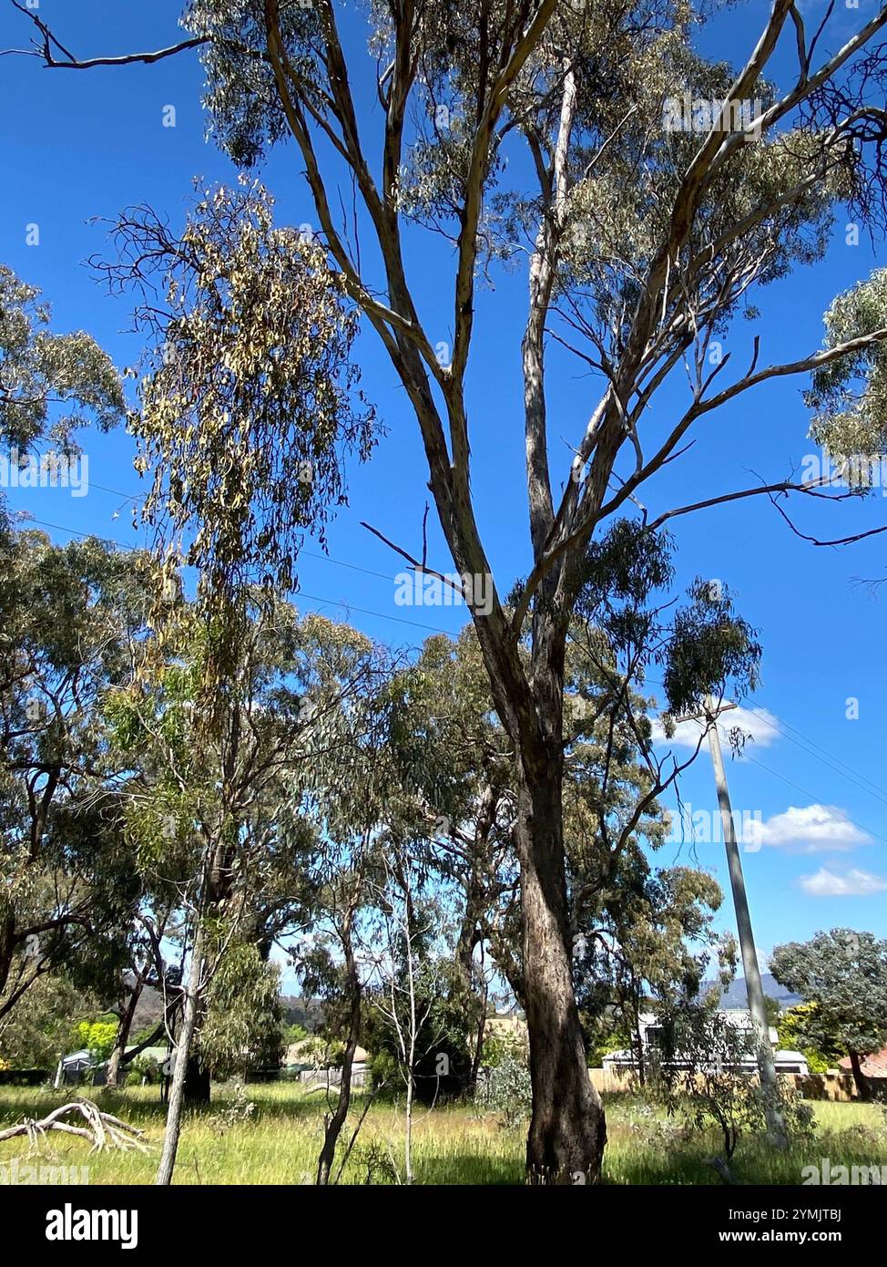 Amyema miquelii hi-res stock photography and images - Alamy