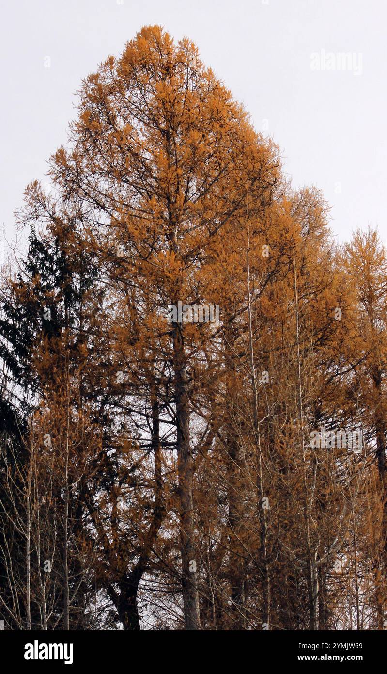 tamarack (Larix laricina Stock Photo - Alamy