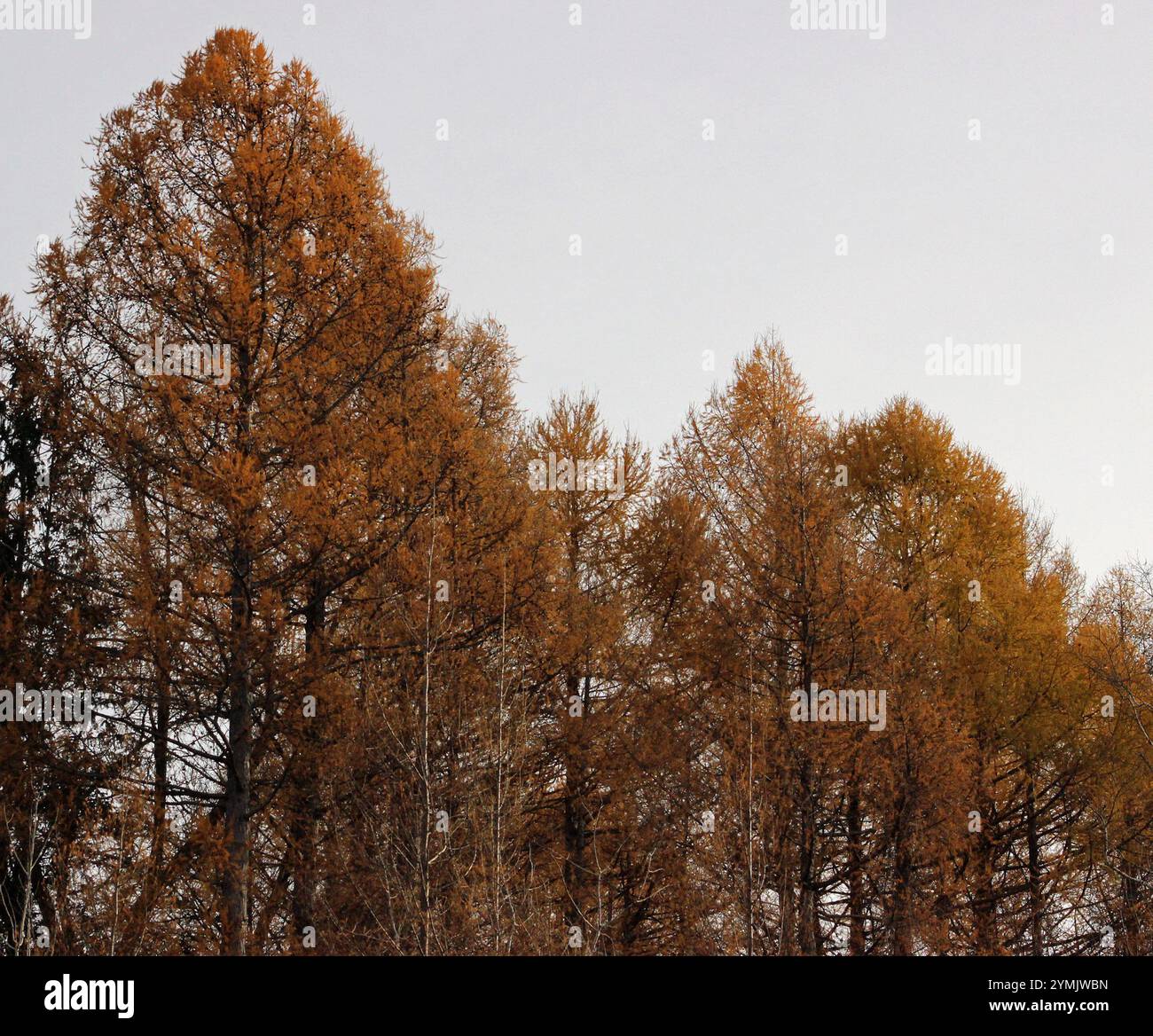 tamarack (Larix laricina Stock Photo - Alamy