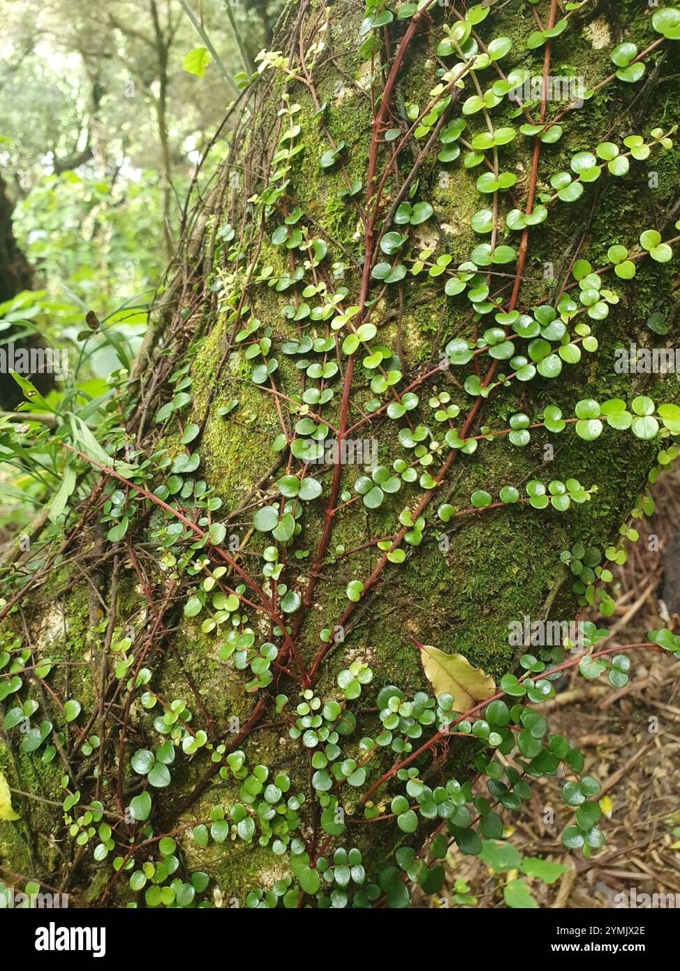 climbing rātā (Metrosideros perforata Stock Photo - Alamy