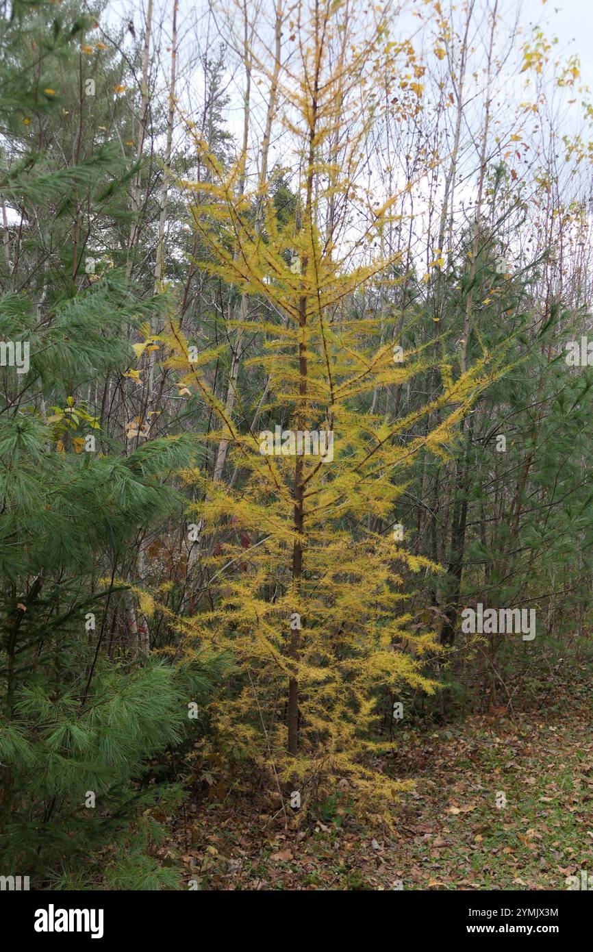 tamarack (Larix laricina Stock Photo - Alamy