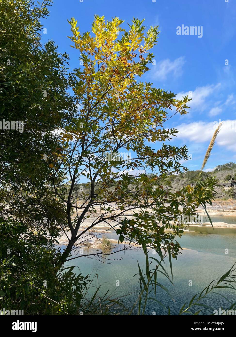 Mexican Ash (Fraxinus berlandieriana Stock Photo - Alamy