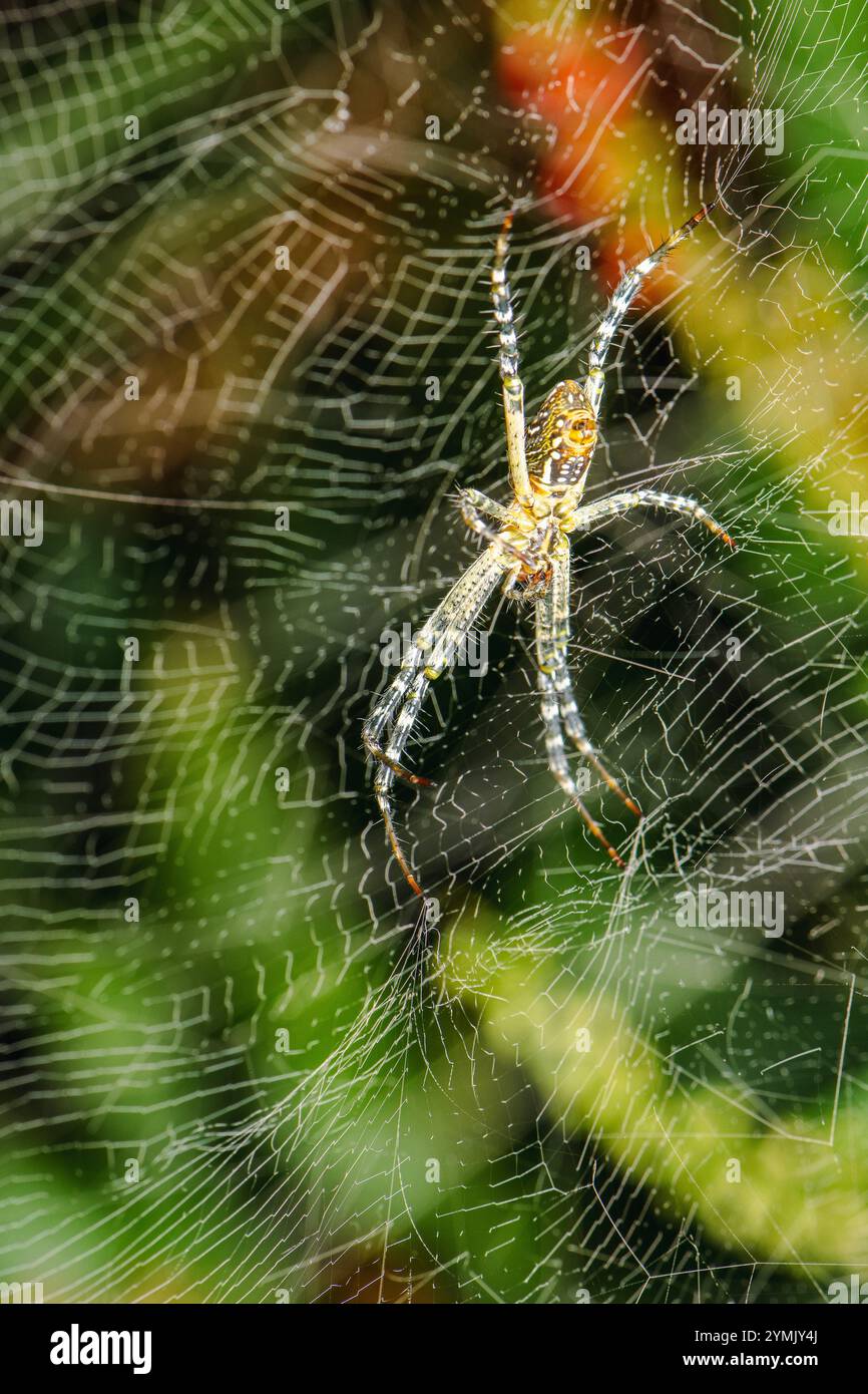 The dome-web spider is large and colorful, with a long body and a broad ...