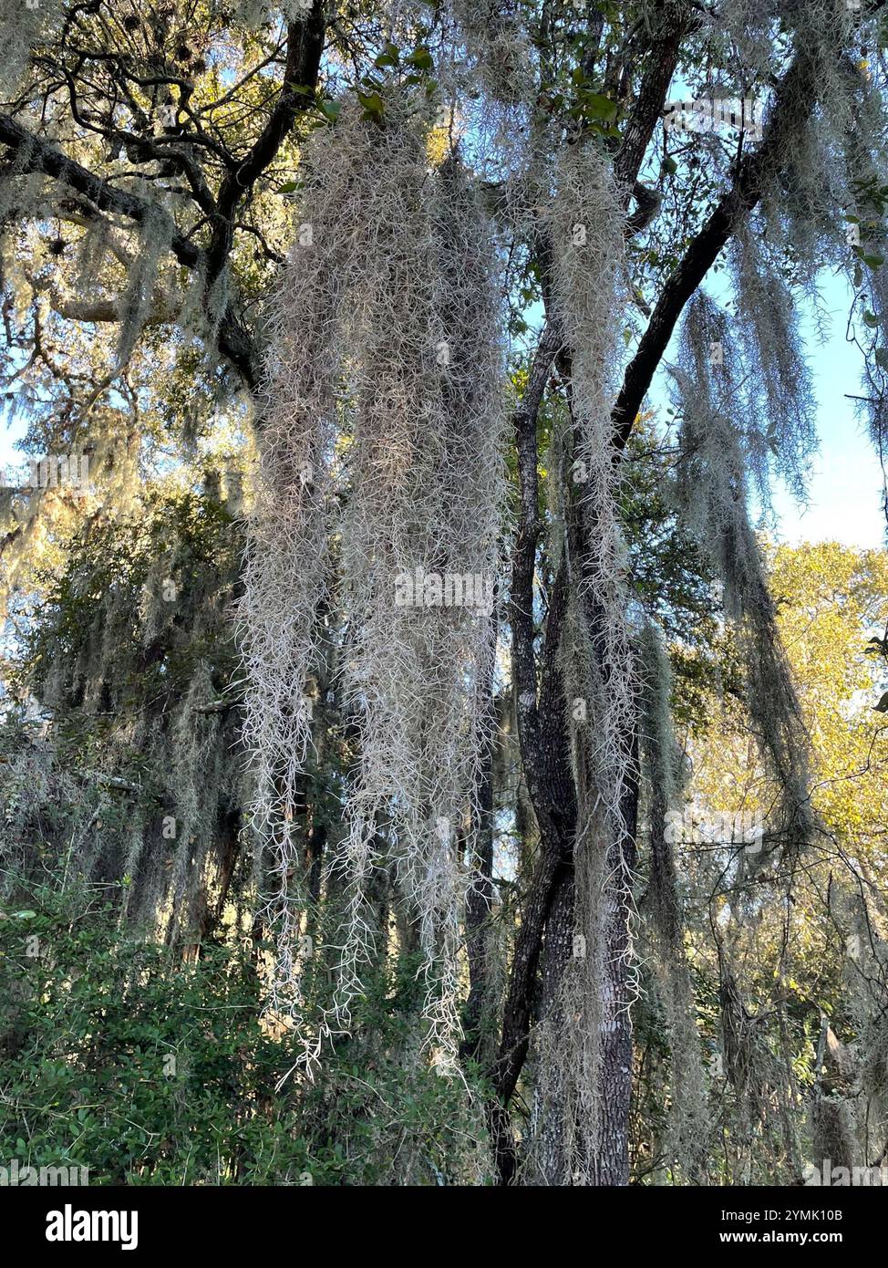 Spanish moss (Tillandsia usneoides Stock Photo - Alamy