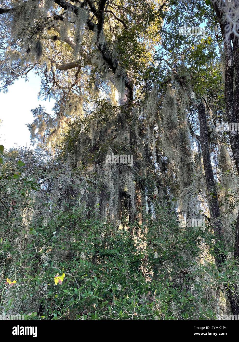 Spanish moss (Tillandsia usneoides Stock Photo - Alamy