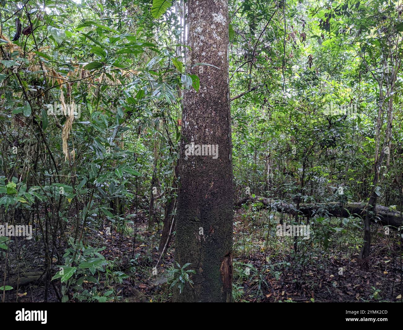 Sandbox tree hura crepitans hi-res stock photography and images - Alamy