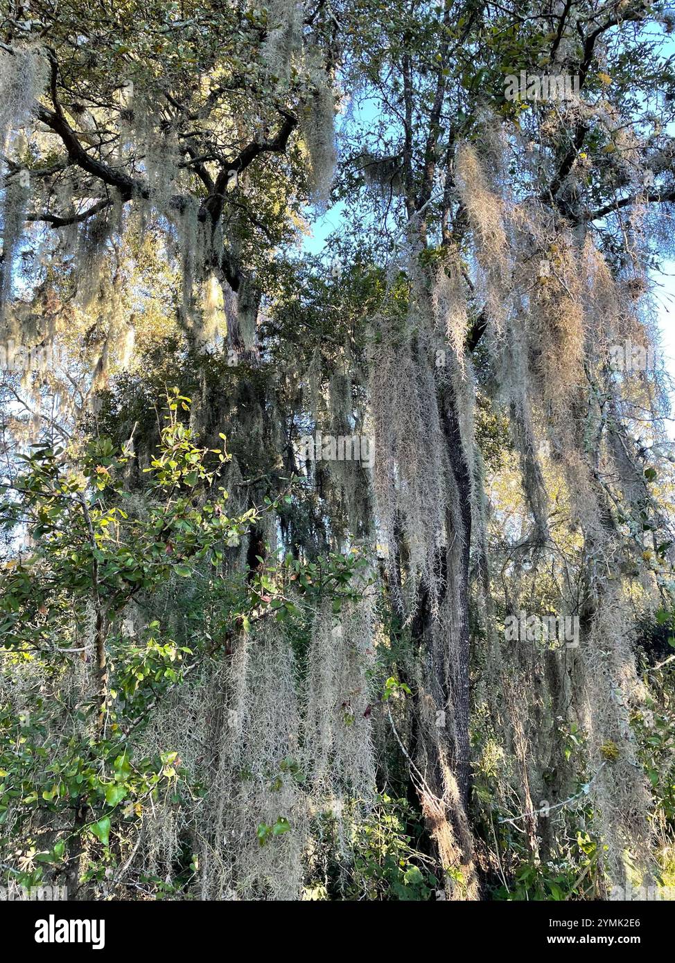 Spanish moss (Tillandsia usneoides Stock Photo - Alamy