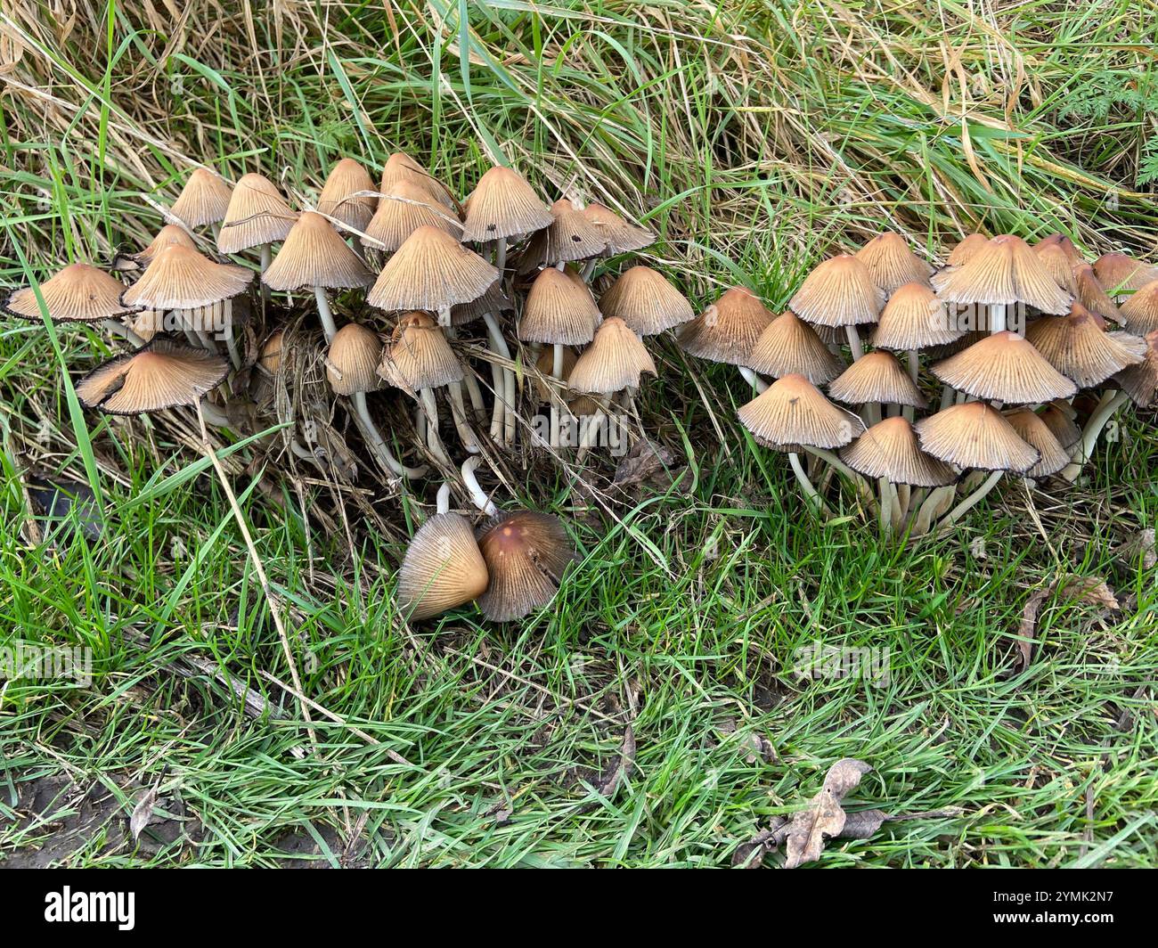 Common Ink Cap (Coprinopsis atramentaria Stock Photo - Alamy