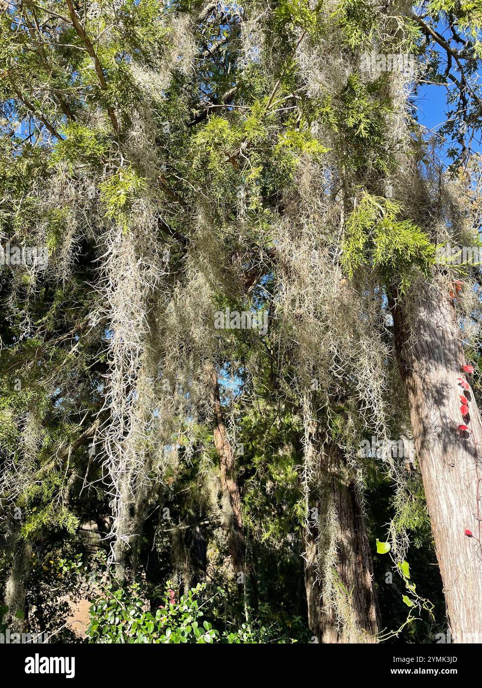 Spanish moss (Tillandsia usneoides Stock Photo - Alamy