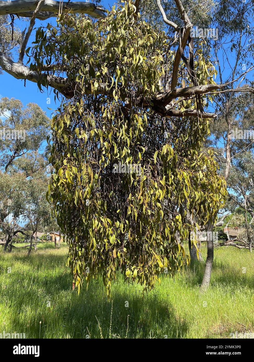 Amyema miquelii hi-res stock photography and images - Alamy