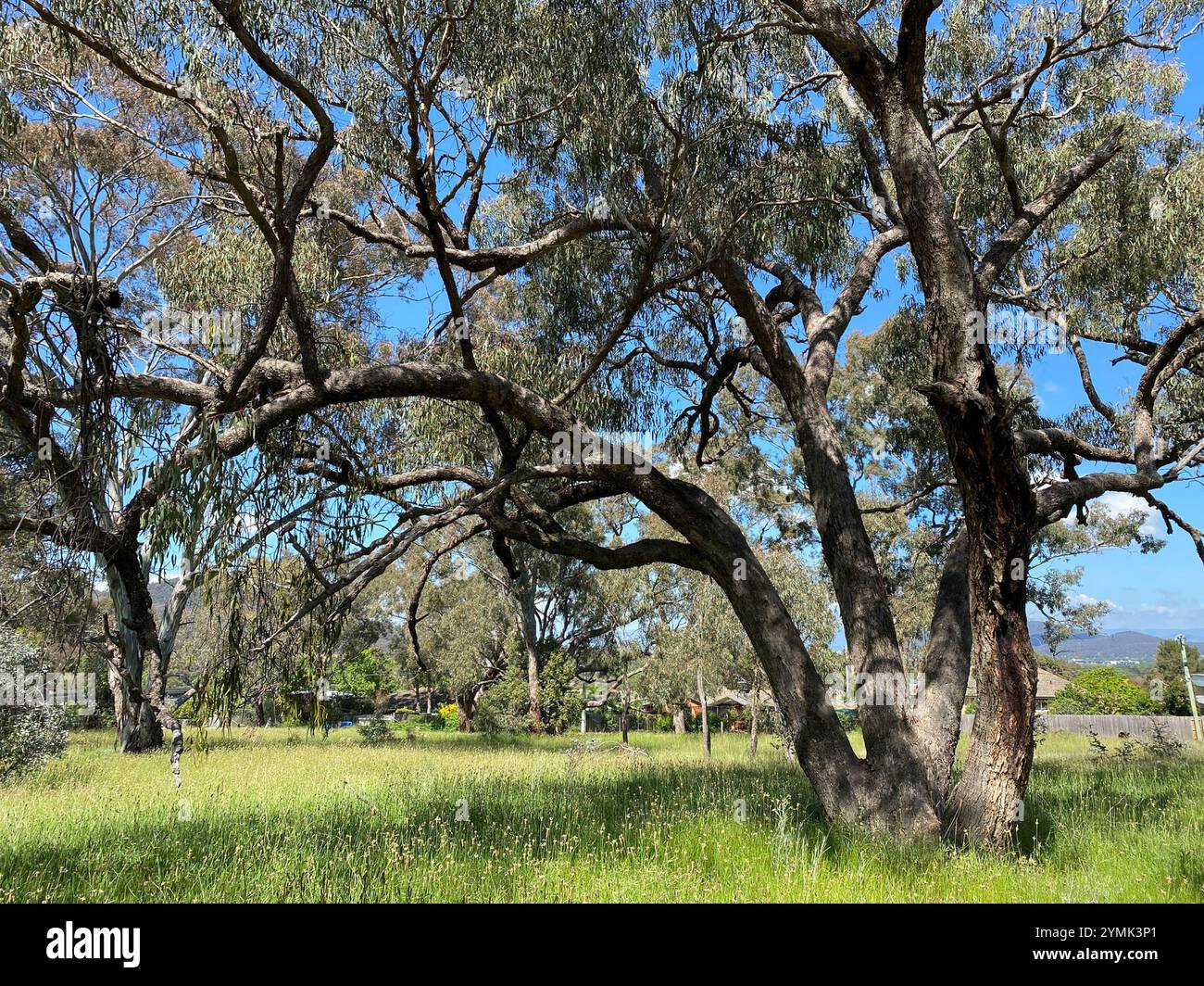 Amyema miquelii hi-res stock photography and images - Alamy
