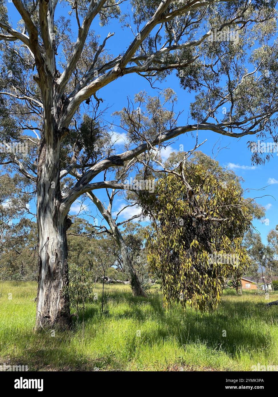 Amyema miquelii hi-res stock photography and images - Alamy