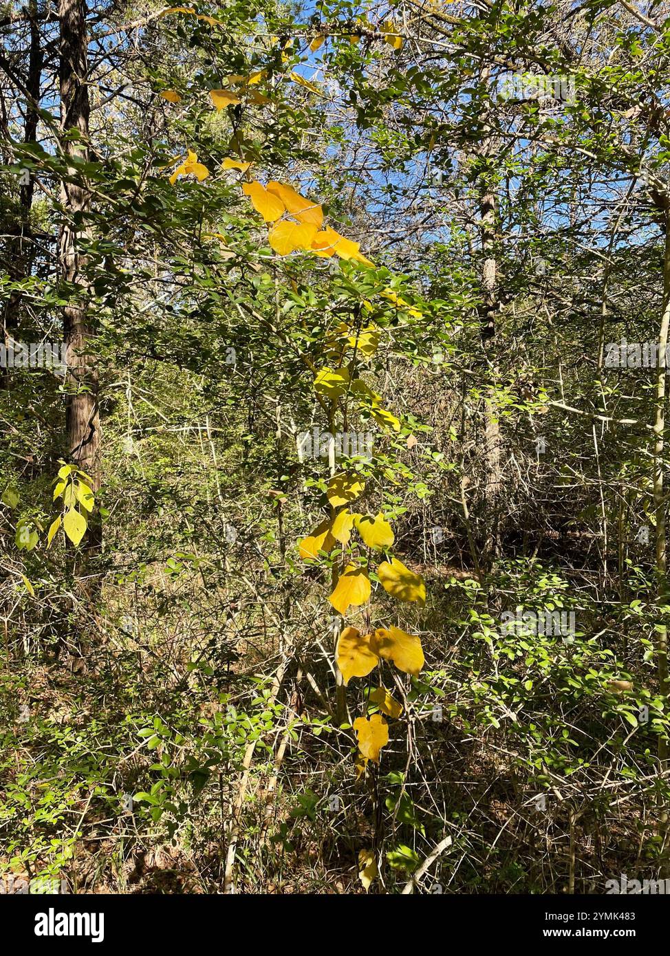 Suberosus hi-res stock photography and images - Alamy