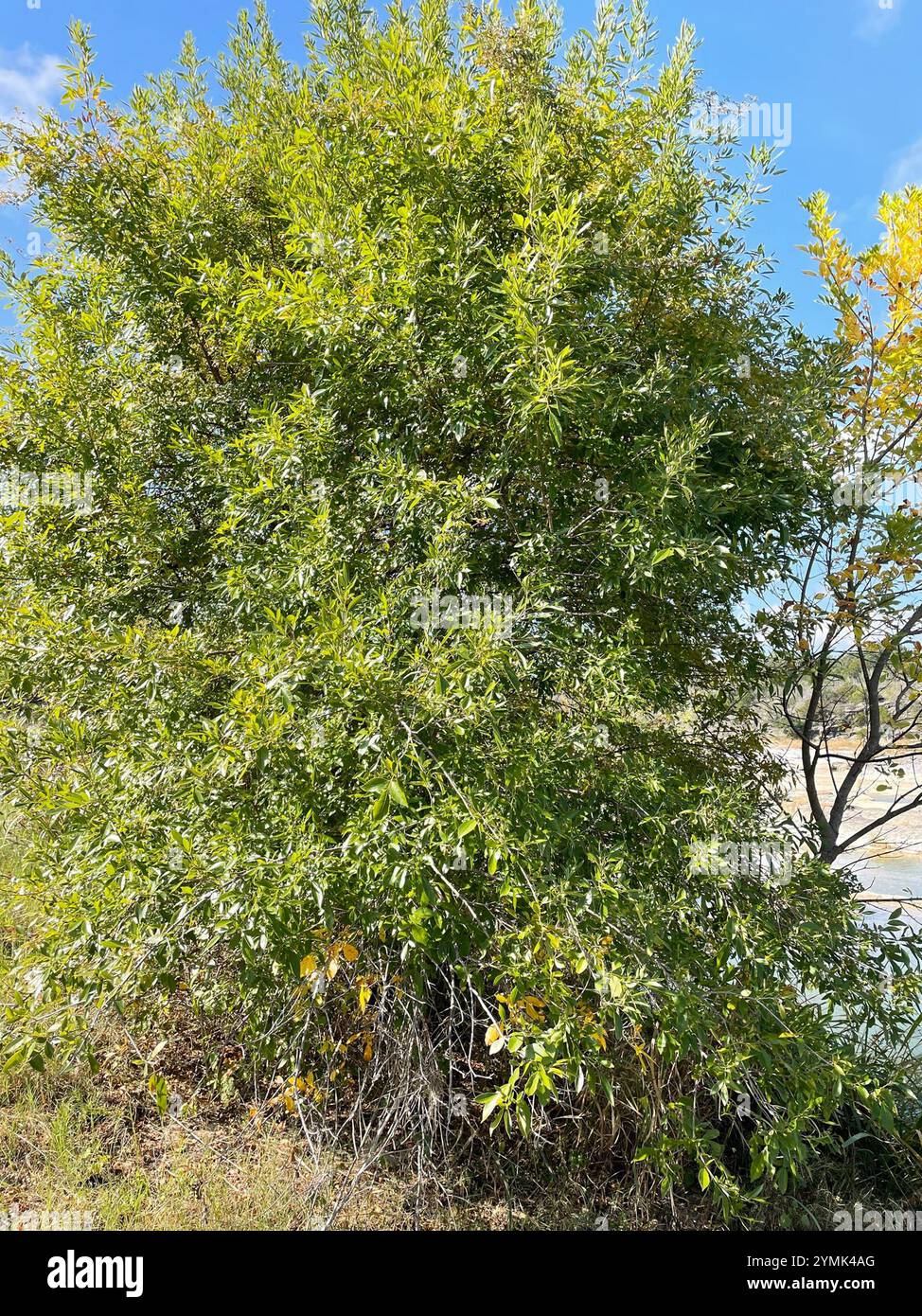 Mexican Ash (Fraxinus berlandieriana Stock Photo - Alamy