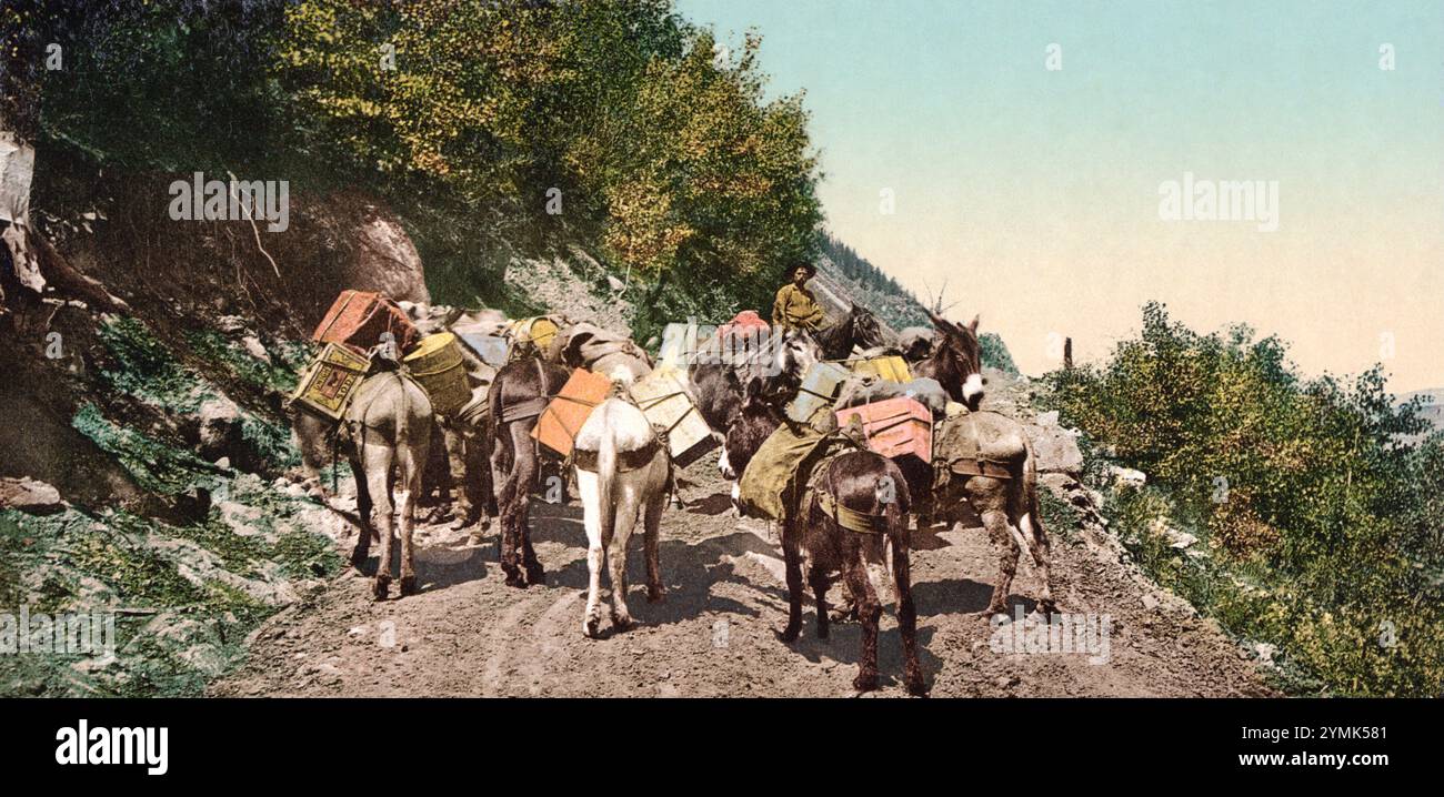 Pack train on mountain road, Colorado 1898 Stock Photo - Alamy