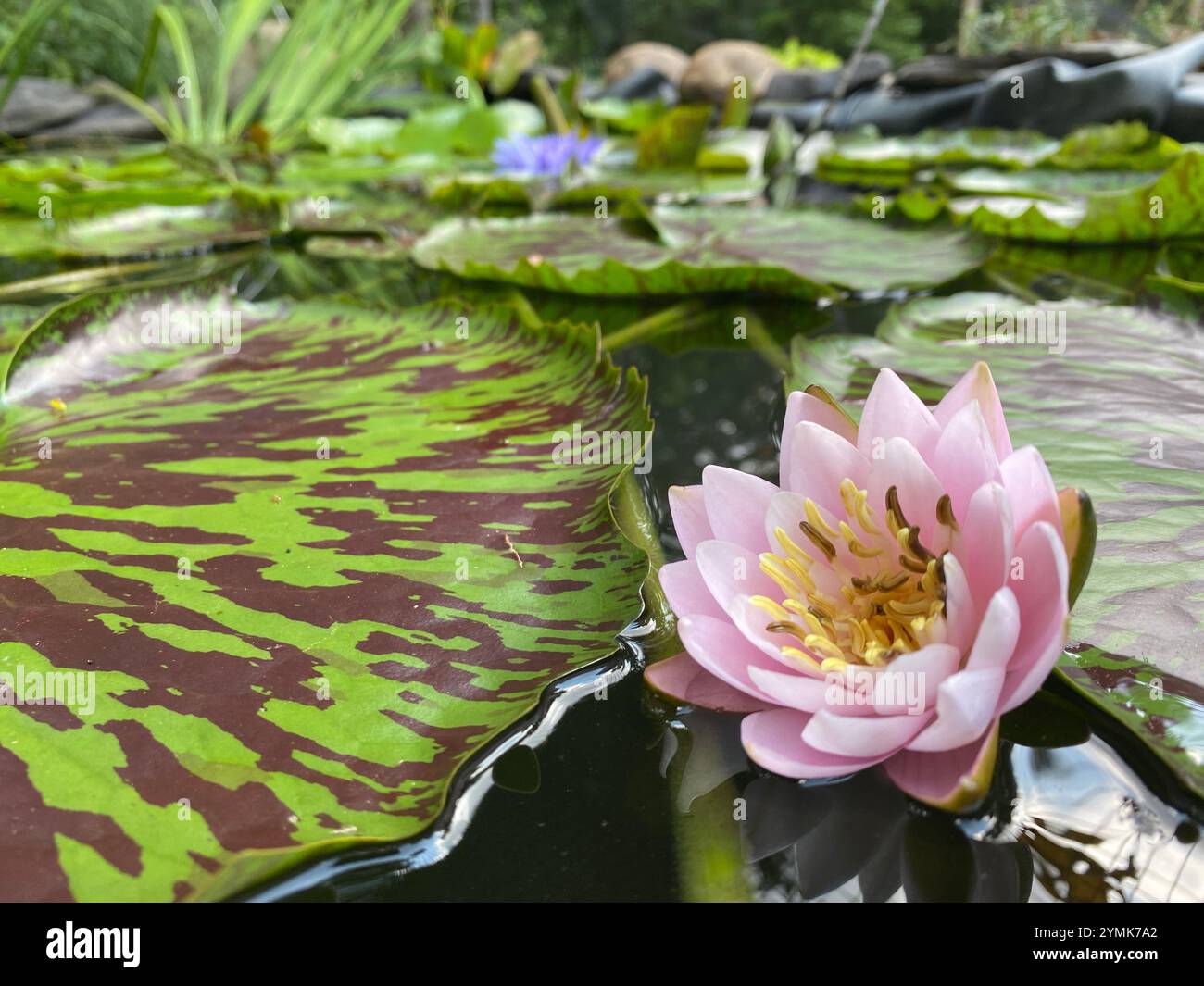 Backyard pond with lillies flowers and variegated pads - Smartphone Captured Stock Image