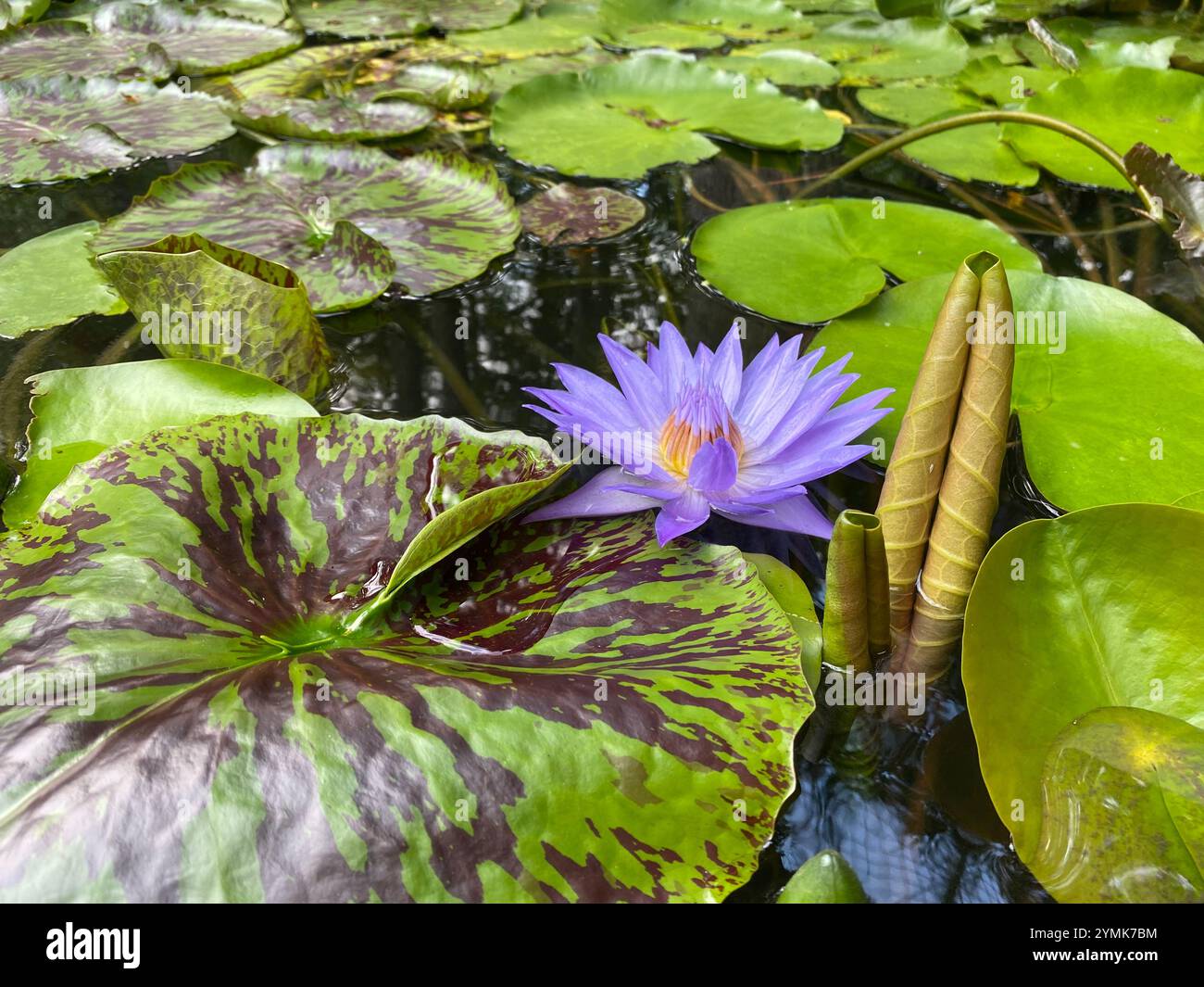 Backyard pond with lillies flowers and variegated pads - Smartphone Captured Stock Image