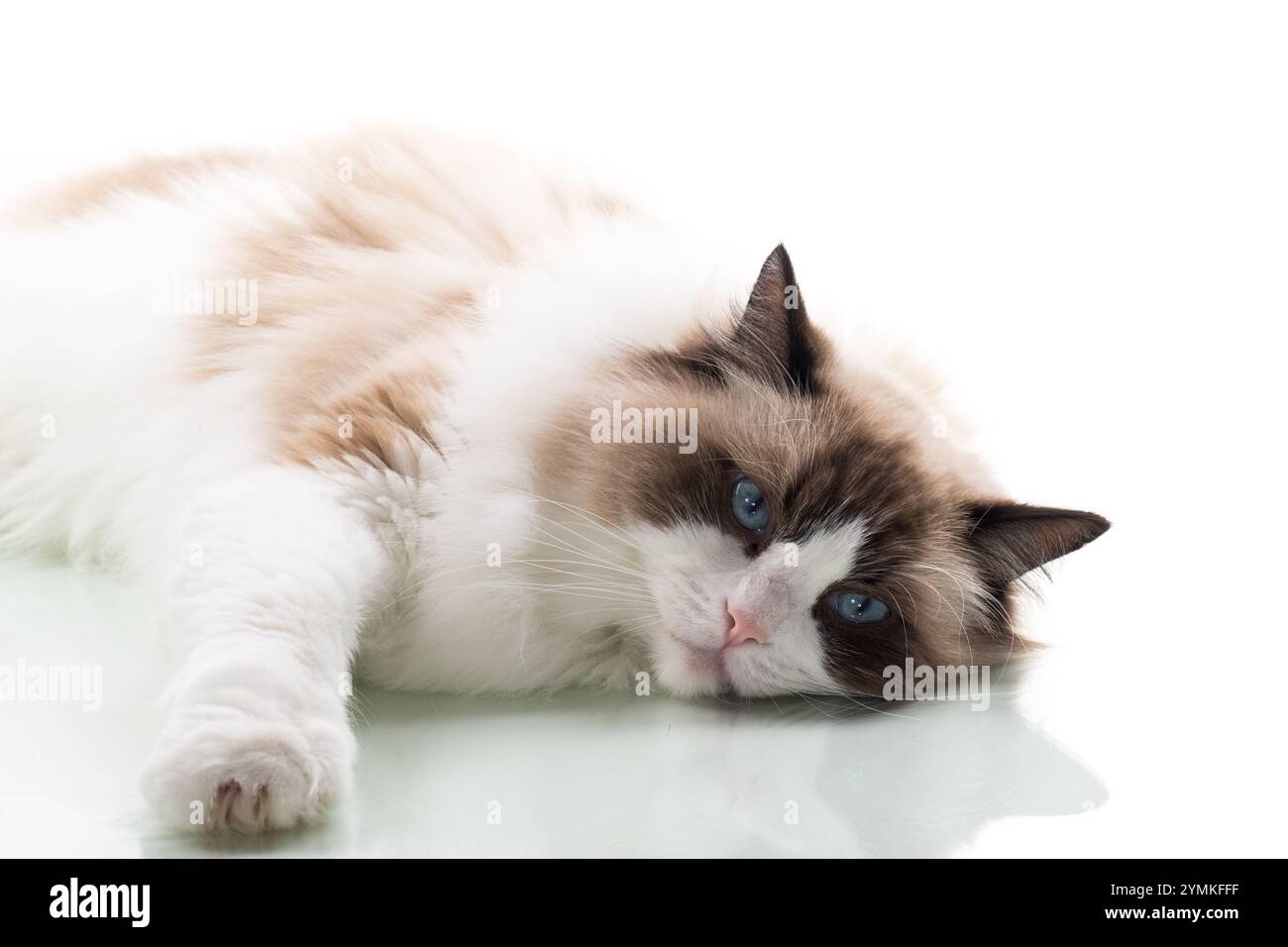 Happy beautiful Ragdoll cat isolated on white background Stock Photo ...