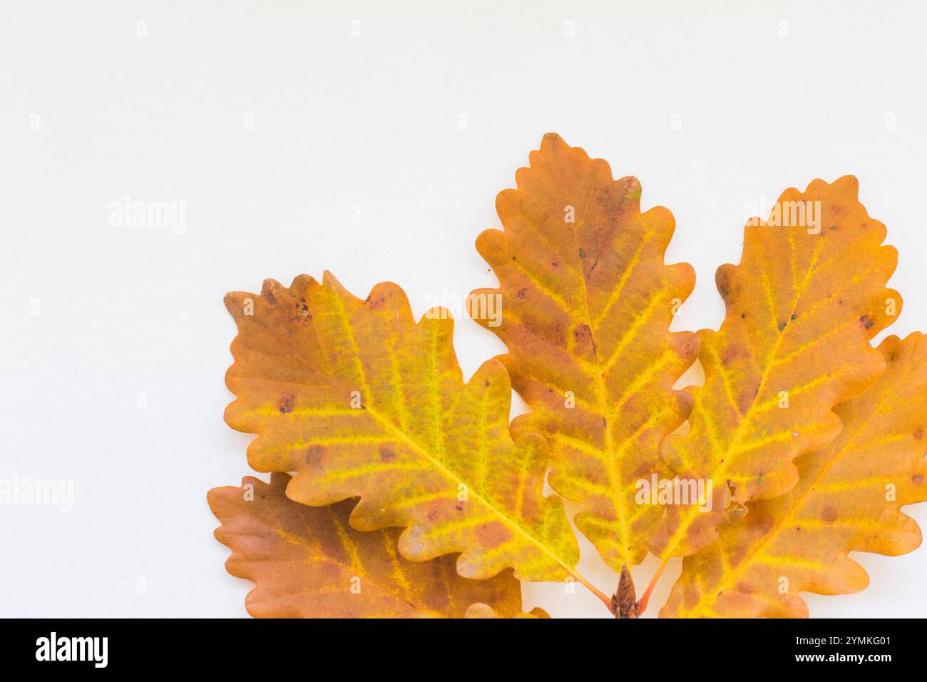 Oak acorn illustration isolated hi-res stock photography and images - Alamy