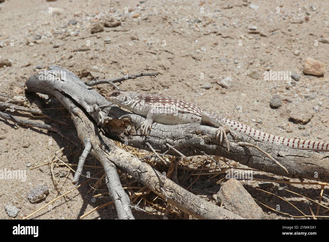 Desert Iguana Lizard, Dipsosaurus dorsalis Stock Photo - Alamy