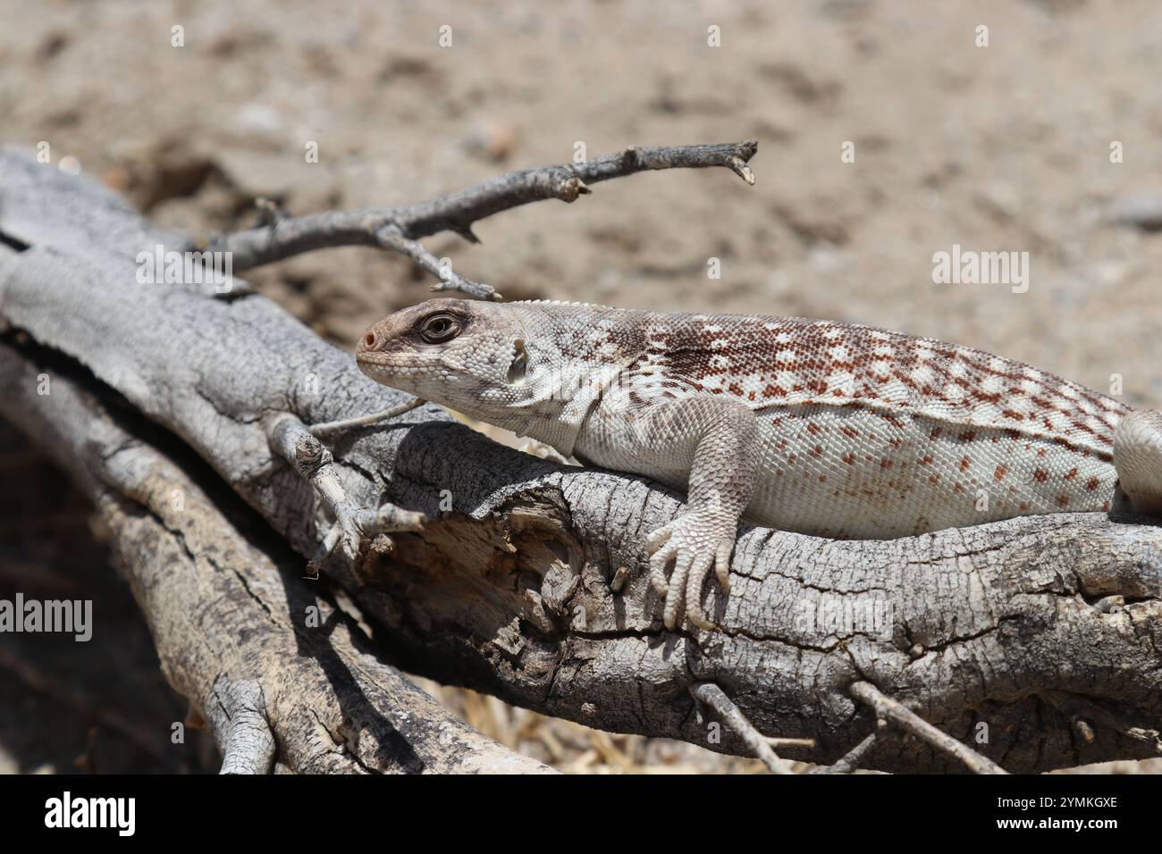 Desert Iguana Lizard, Dipsosaurus dorsalis Stock Photo - Alamy