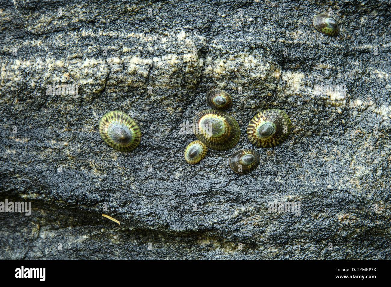 Canada, British Columbia, Central  Coast, Great Bear Rain Forest, Shells on beach Stock Photo