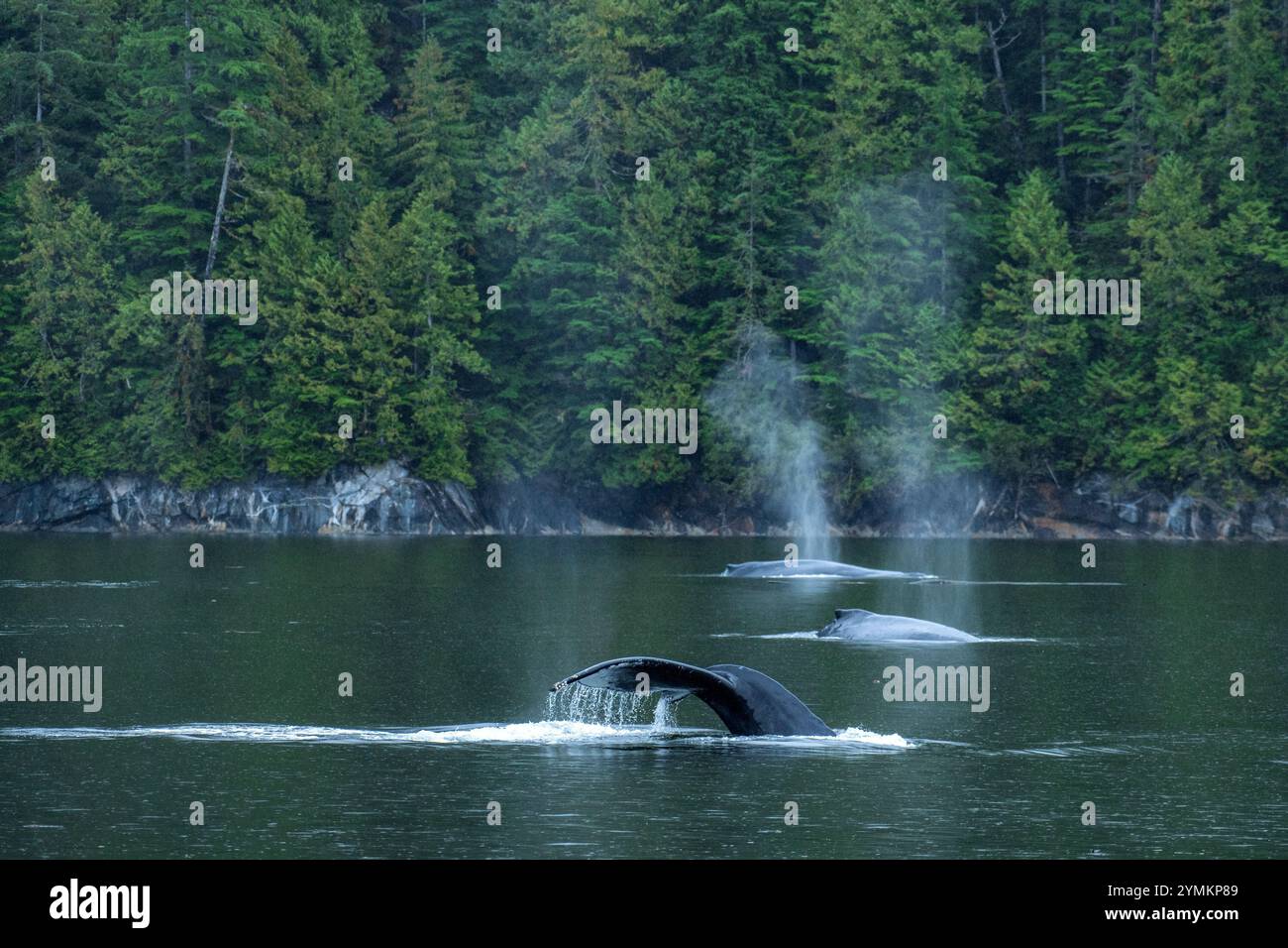 Canada, British Columbia, Central  Coast, Great Bear Rain Forest,  Humpback Whales Stock Photo
