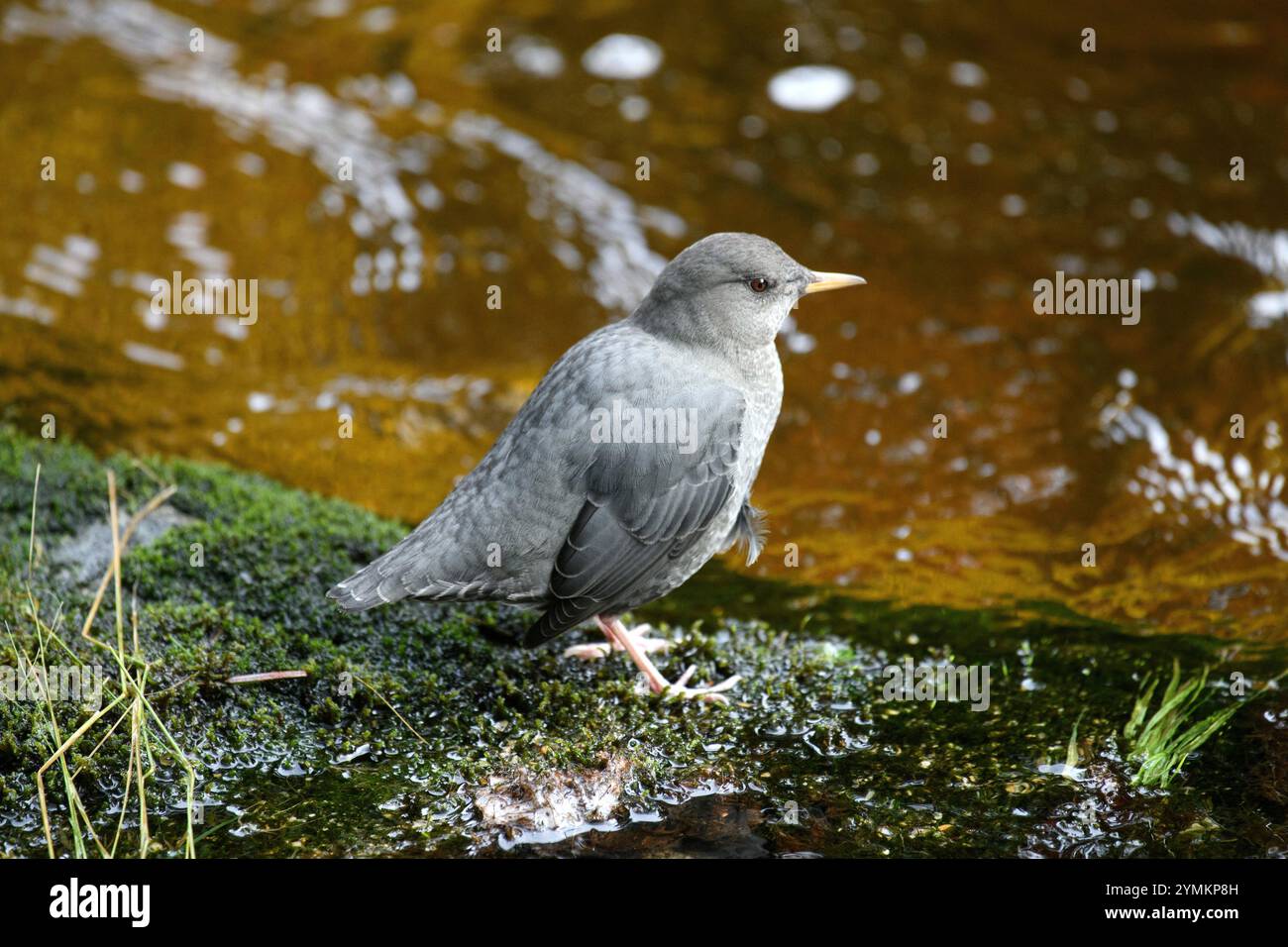 Canada, British Columbia, Central  Coast, Great Bear Rain Forest, American dipper Stock Photo