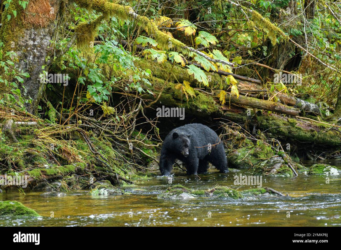 Canada, British Columbia, Central  Coast, Great Bear Rain Forest, Black Bear, Ursus Americanus Stock Photo