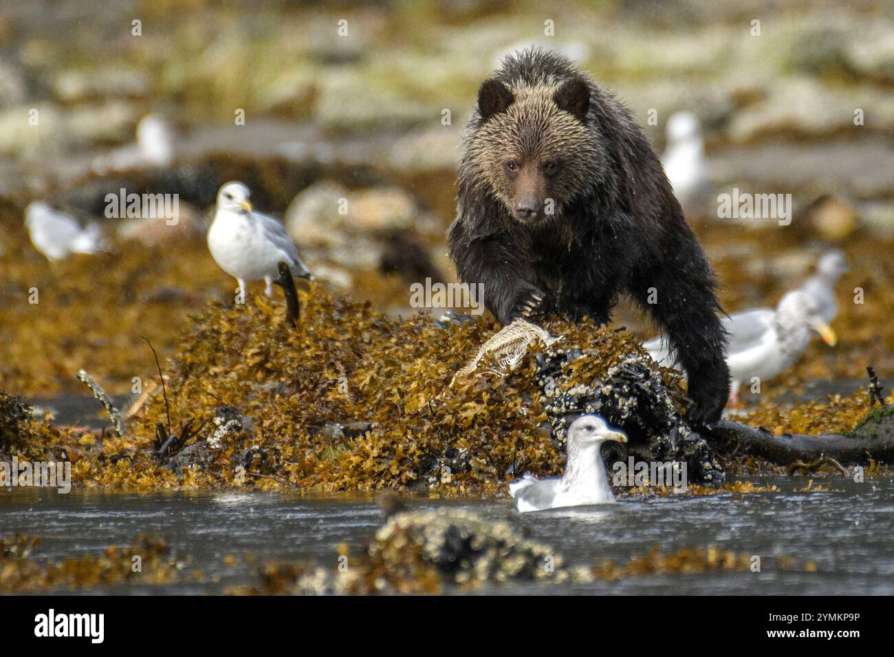 Canada, British Columbia, Central  Coast, Great Bear Rain Forest,  Grizzly, Mussel River Stock Photo