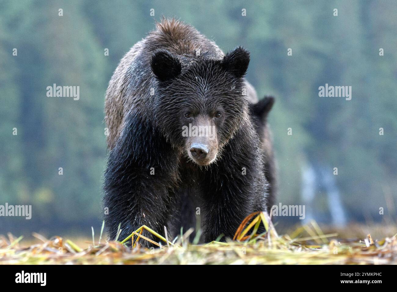 Canada, British Columbia, Central  Coast, Great Bear Rain Forest, Grizzly Stock Photo