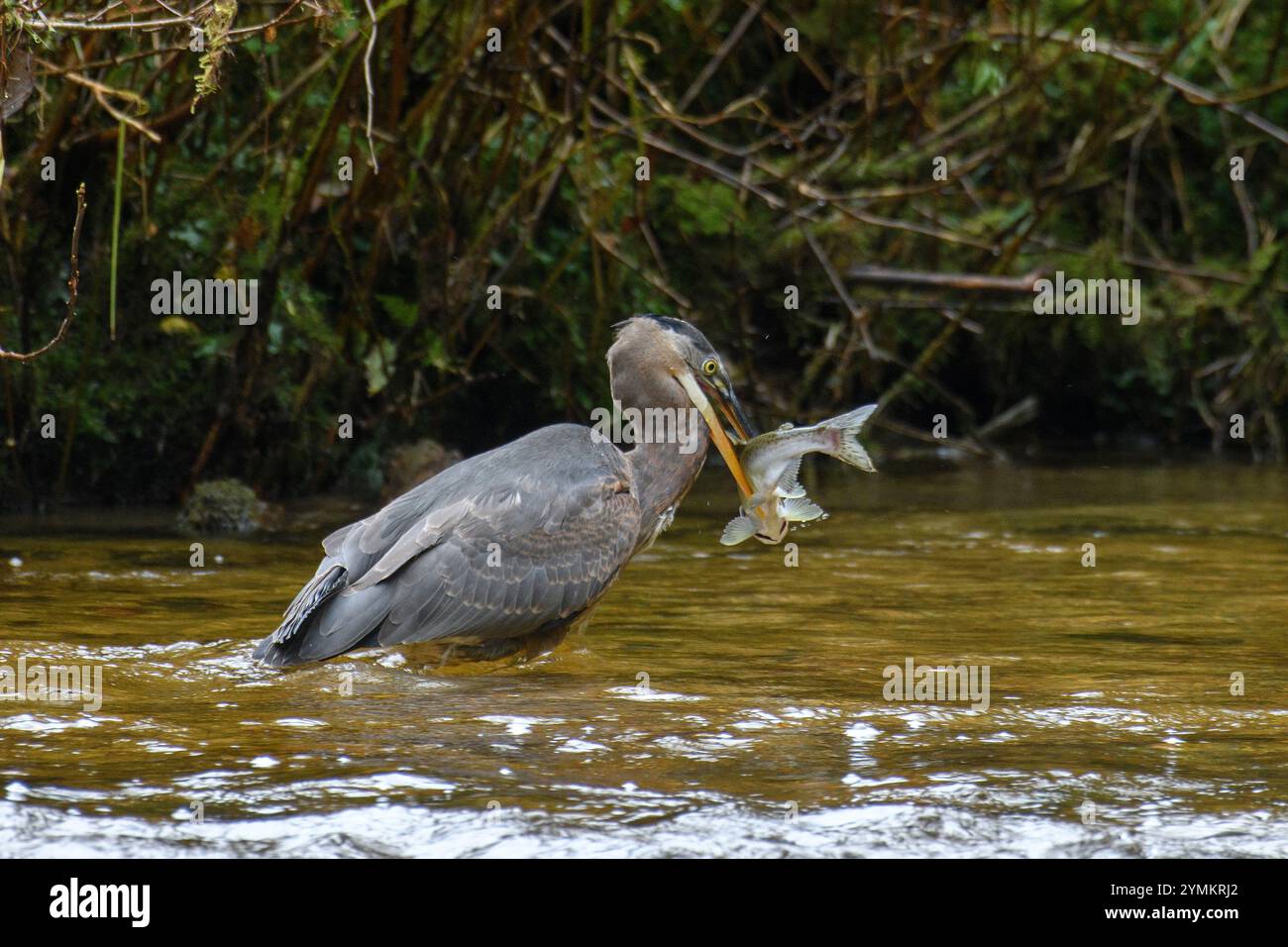 Canada, British Columbia, Central  Coast, Great Bear Rain Forest,  Great Blue Heron and fish Stock Photo