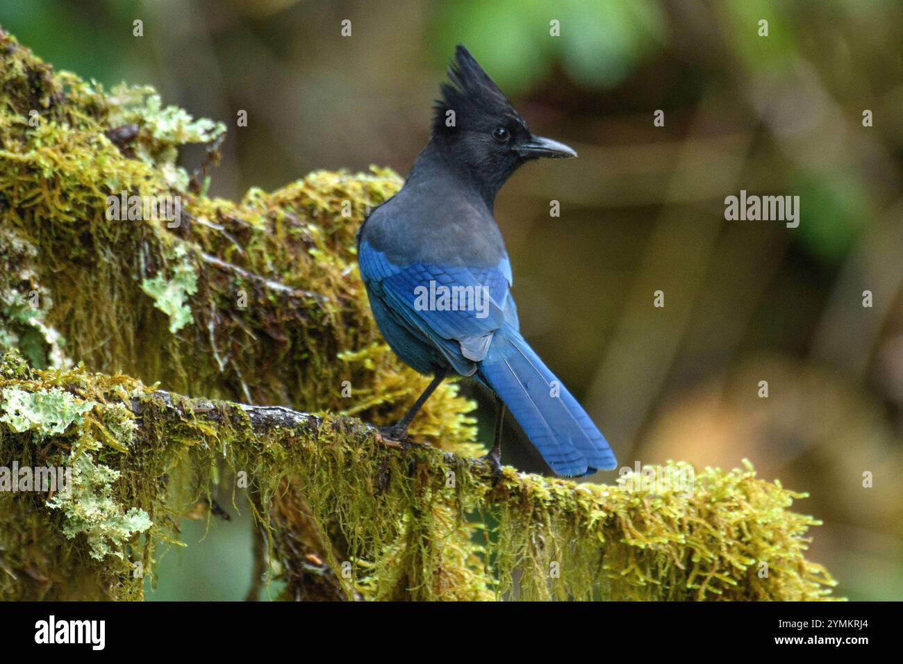 Canada, British Columbia, Central  Coast, Great Bear Rain Forest, Cyanocitta stelleri, Steller's jay Stock Photo