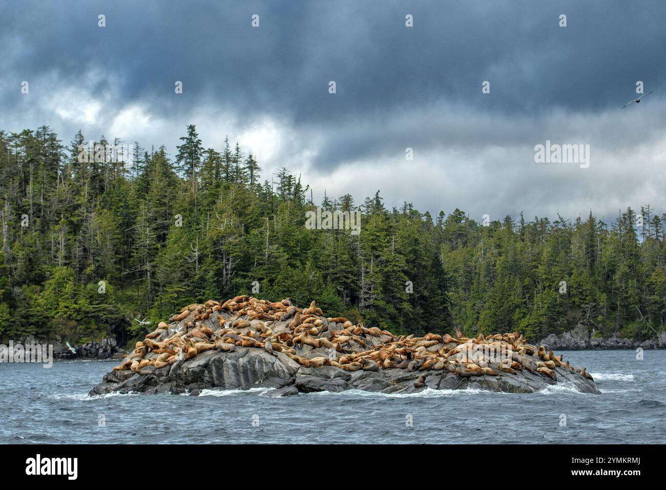 Canada, British Columbia, Central  Coast, Great Bear Rain Forest, Eumetopias jubatus, Steller Sea Lion rookery Stock Photo