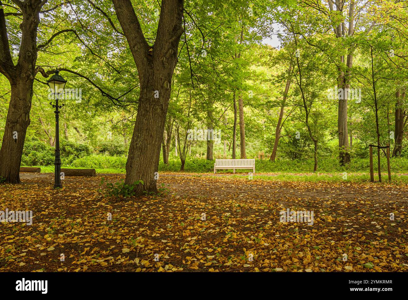 park with empty bench Stock Photo