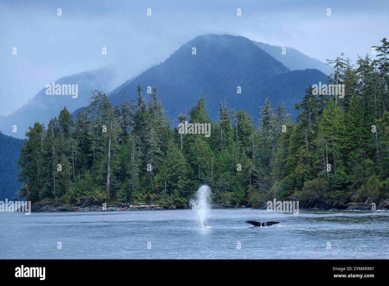 Canada, British Columbia, Central, Coast, Great Bear Rain Forest, Megaptera novaeangliae, Humpback Whale, Stock Photo