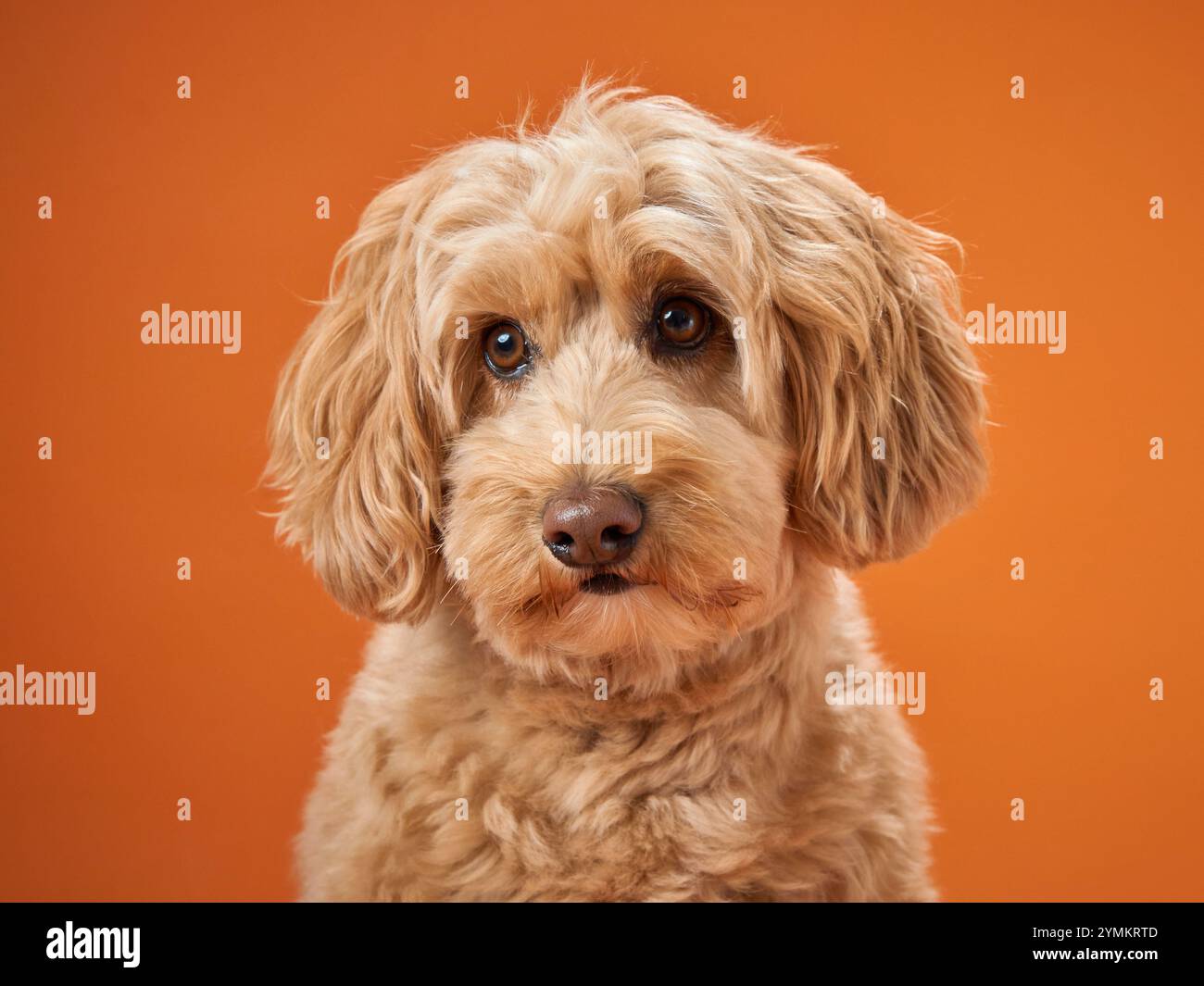 A Labradoodle with curly fur looks calmly at the camera, set against an orange backdrop. Stock Photo