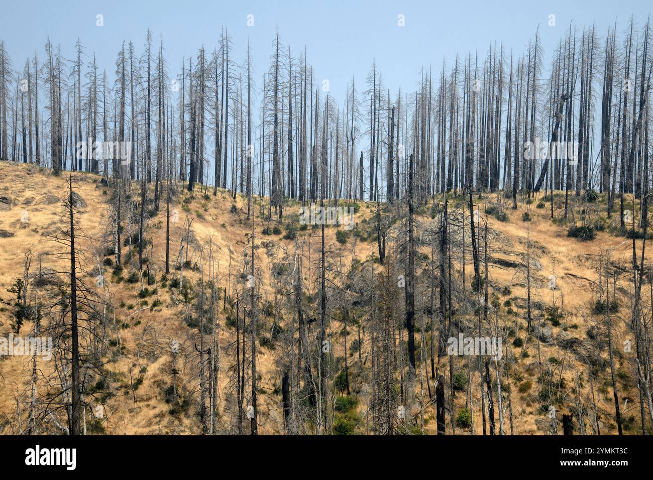 Foley Ridge Fire Oregon USA, Oregon,Willamette National forest, McKenzie Bridge, burned forest ...