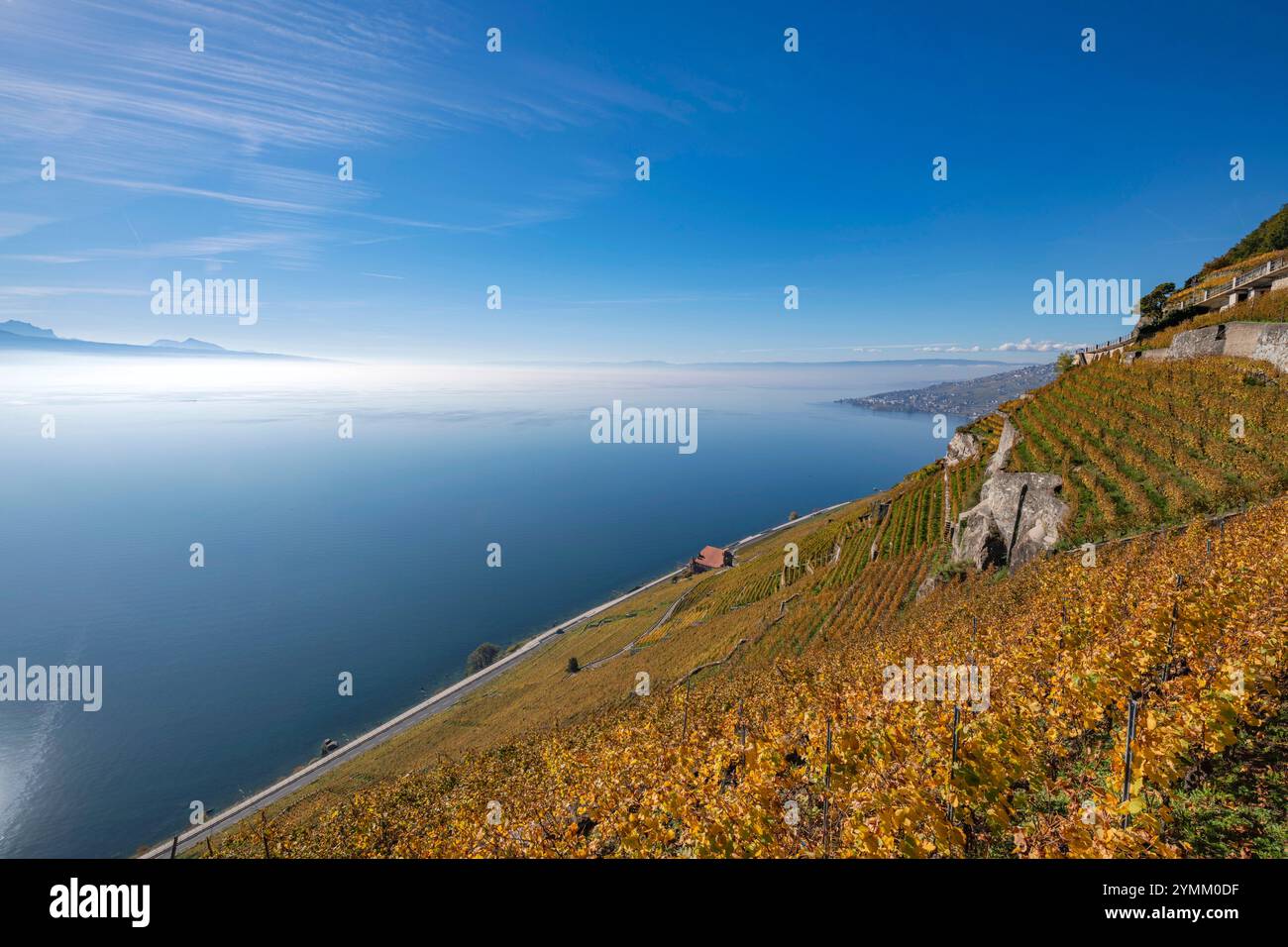 Suisse, Schweiz, Switzerland, Vaud, Waadt, Lavaux, UNESCO, vignoble, Weinberg, vineyard, Lac Léman, Genfer See, Geneva, panorama Stock Photo