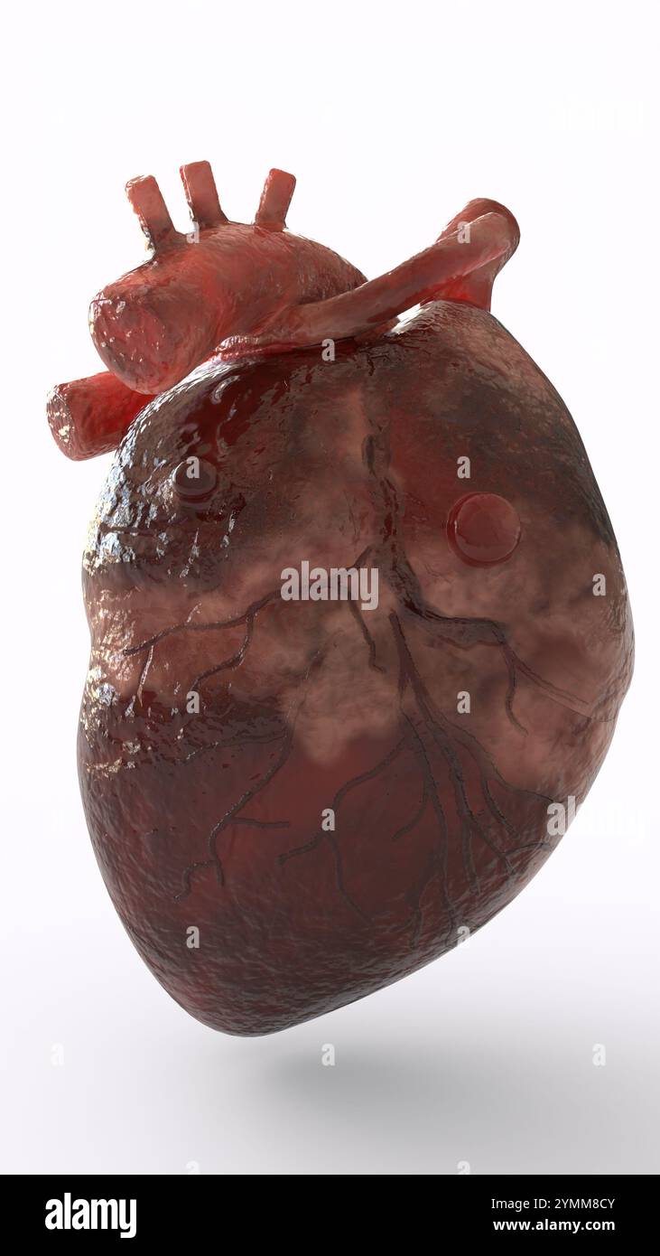 Realistic human heart hi-res stock photography and images - Alamy