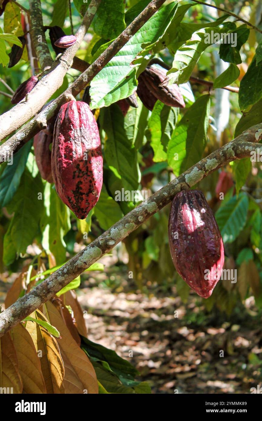 branches of cocoa tree with ripe fruits, sulawesi , indonesia Stock ...