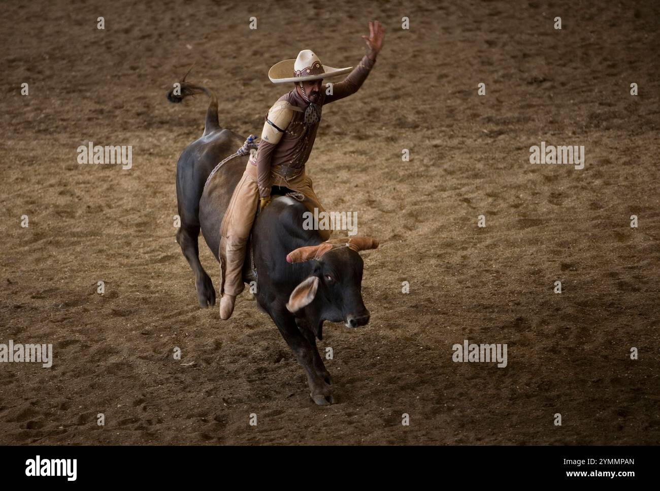 A Mexican Charro rides a bull at a charreria in Mexico City Stock Photo