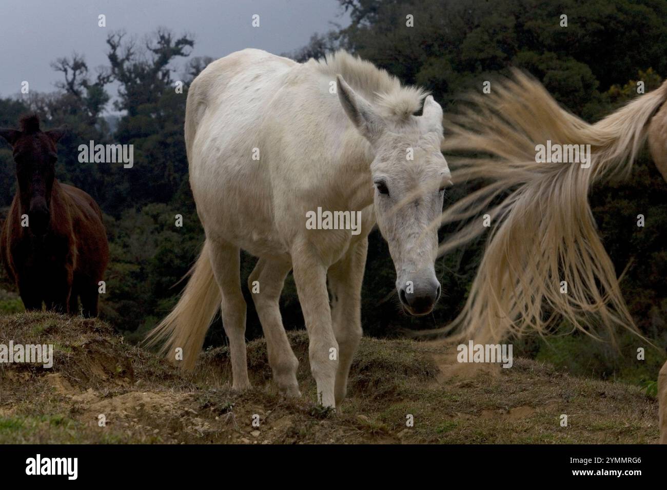 Mexico sierra madre animals hi-res stock photography and images - Alamy