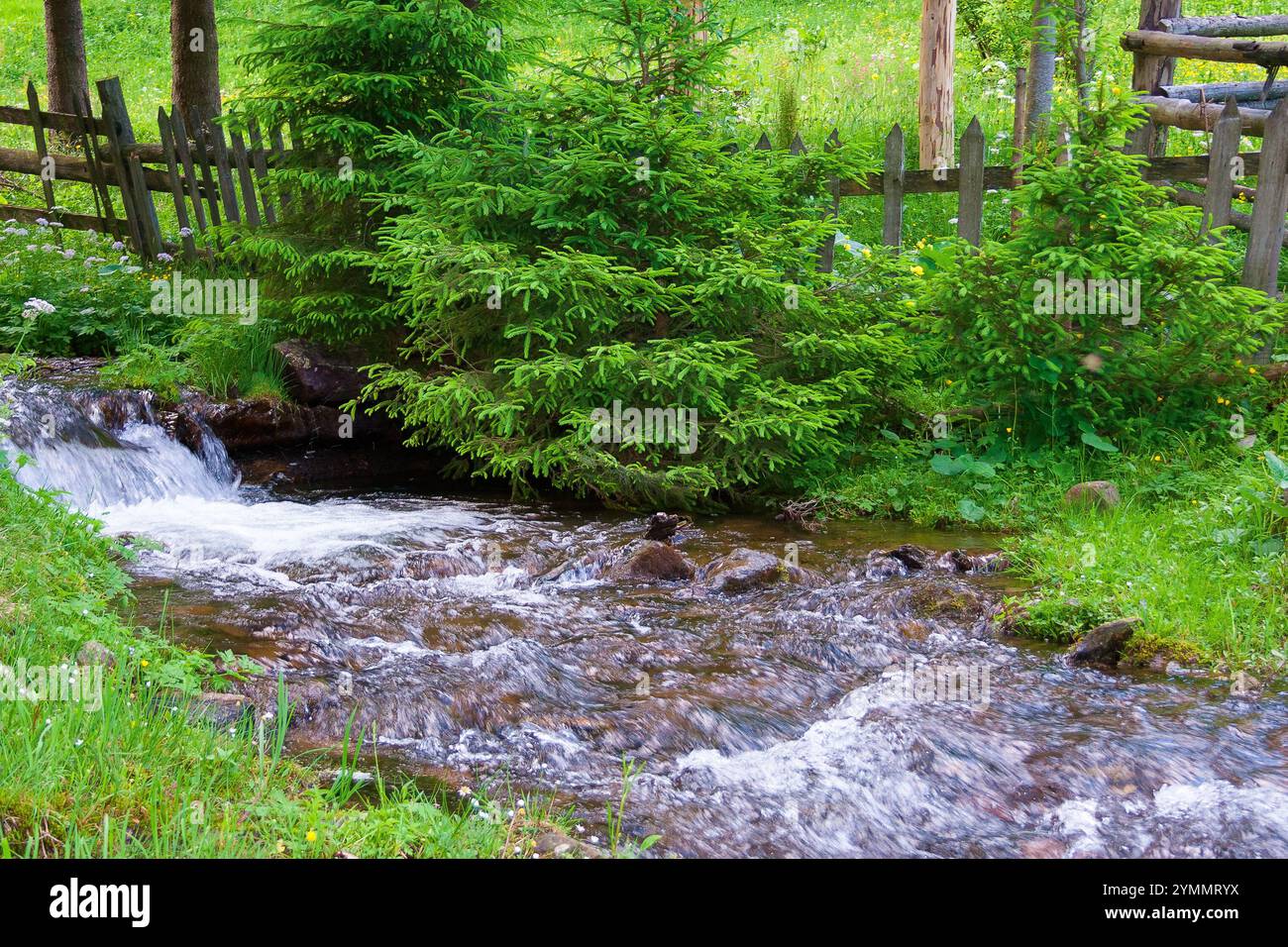 water stream flowing through forest. splash harmony. green environment in summer. picturesque countryside of ukraine Stock Photo